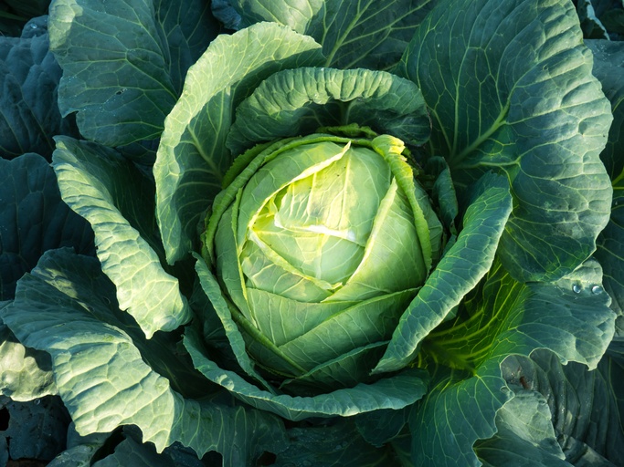 Image of Cabbage