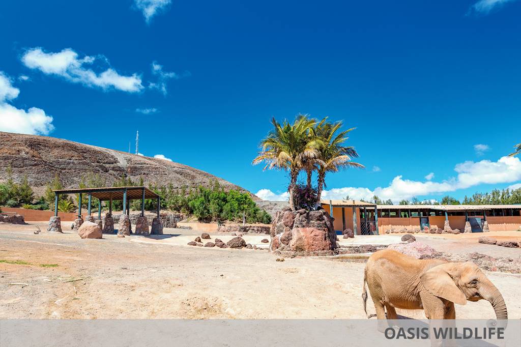 FUE_86479_Eurostars_Las_Salinas_&_Oasis_Parkk_1123_32.jpg