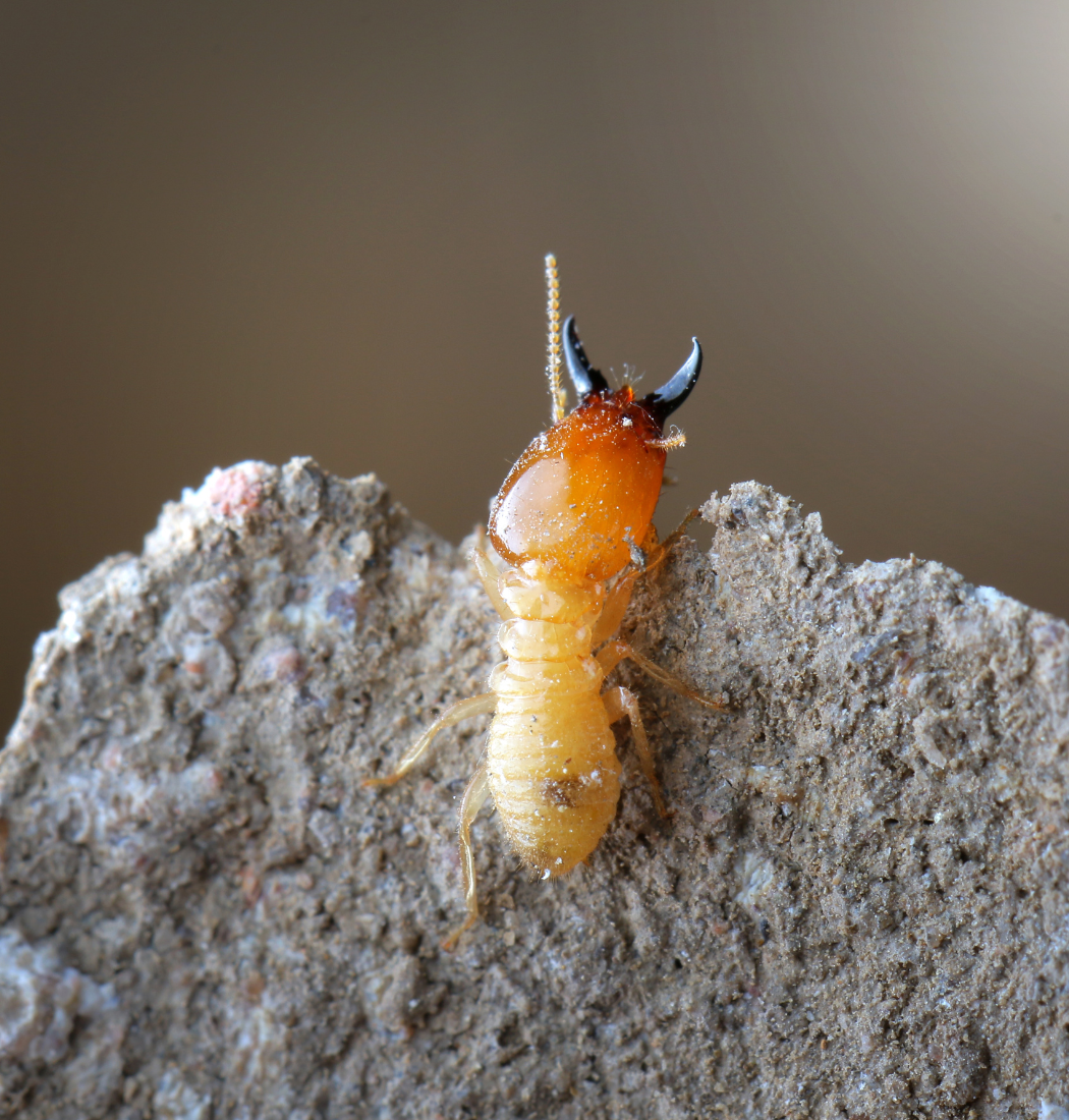 termite exterminator in Baltimore, MD