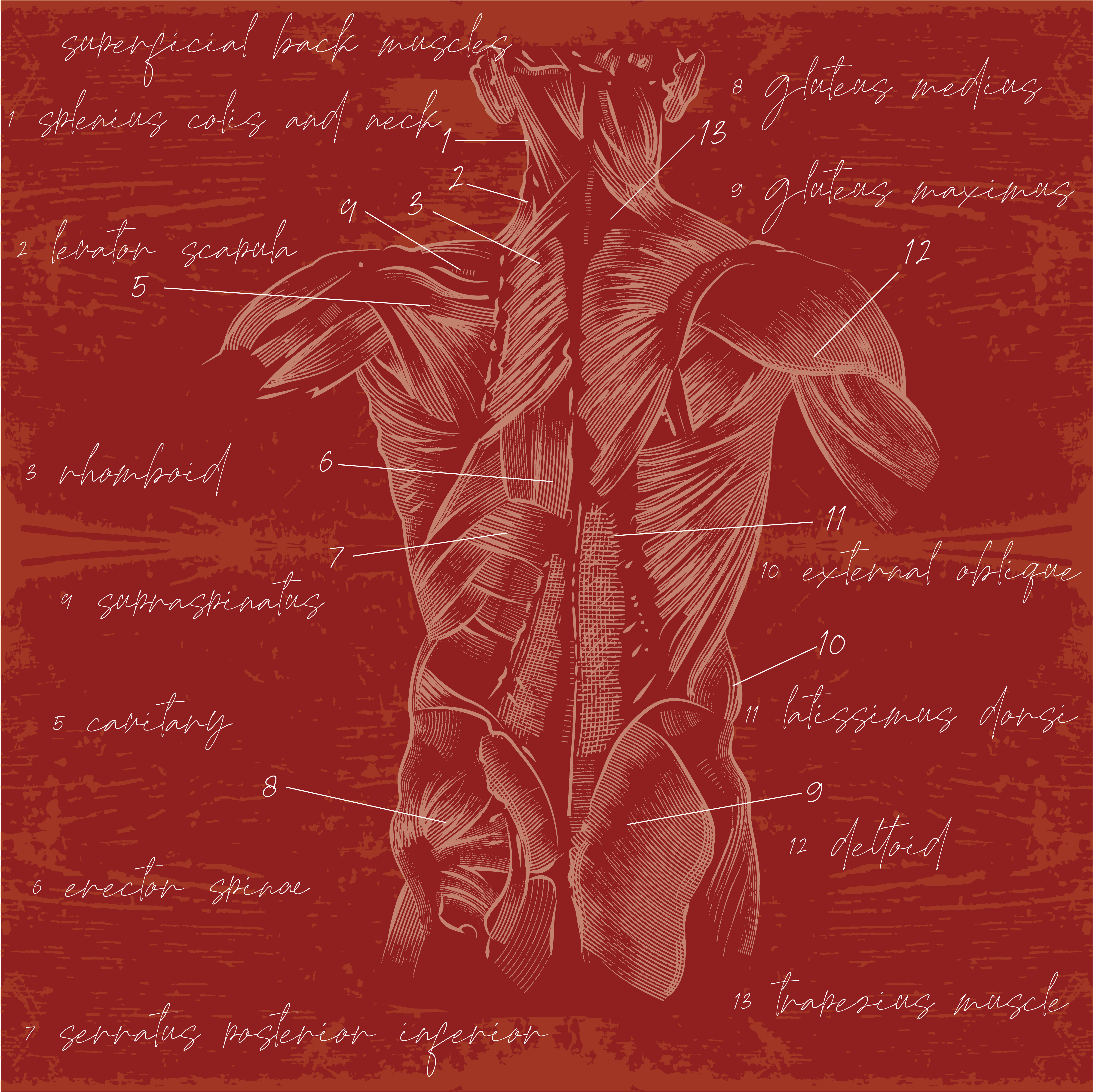 Anatomy & Physiology of the Skeletal & Myofascial Systems:  8 hours