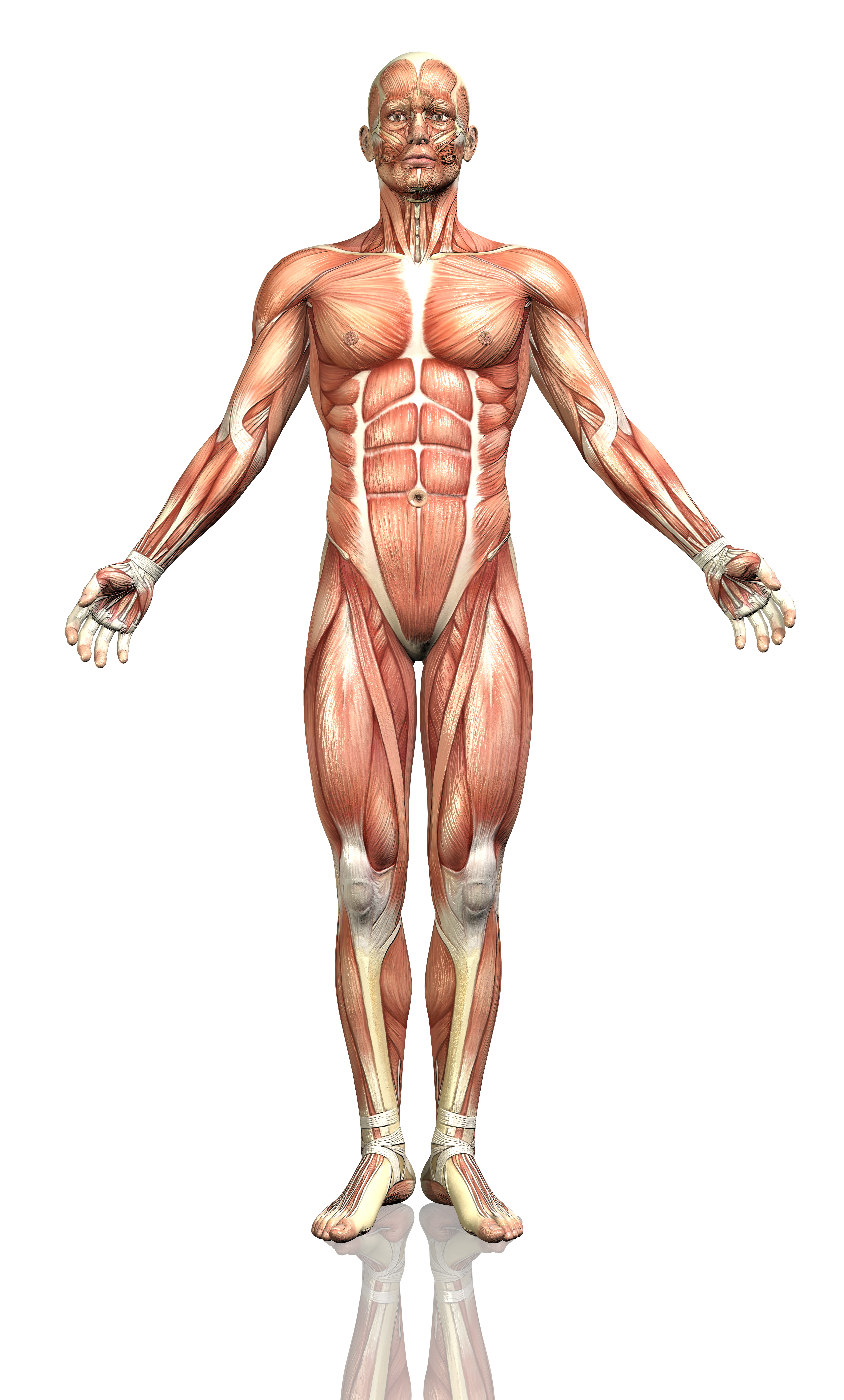 orientation-human-body-anatomy-course-bright-moon-institute.jpg