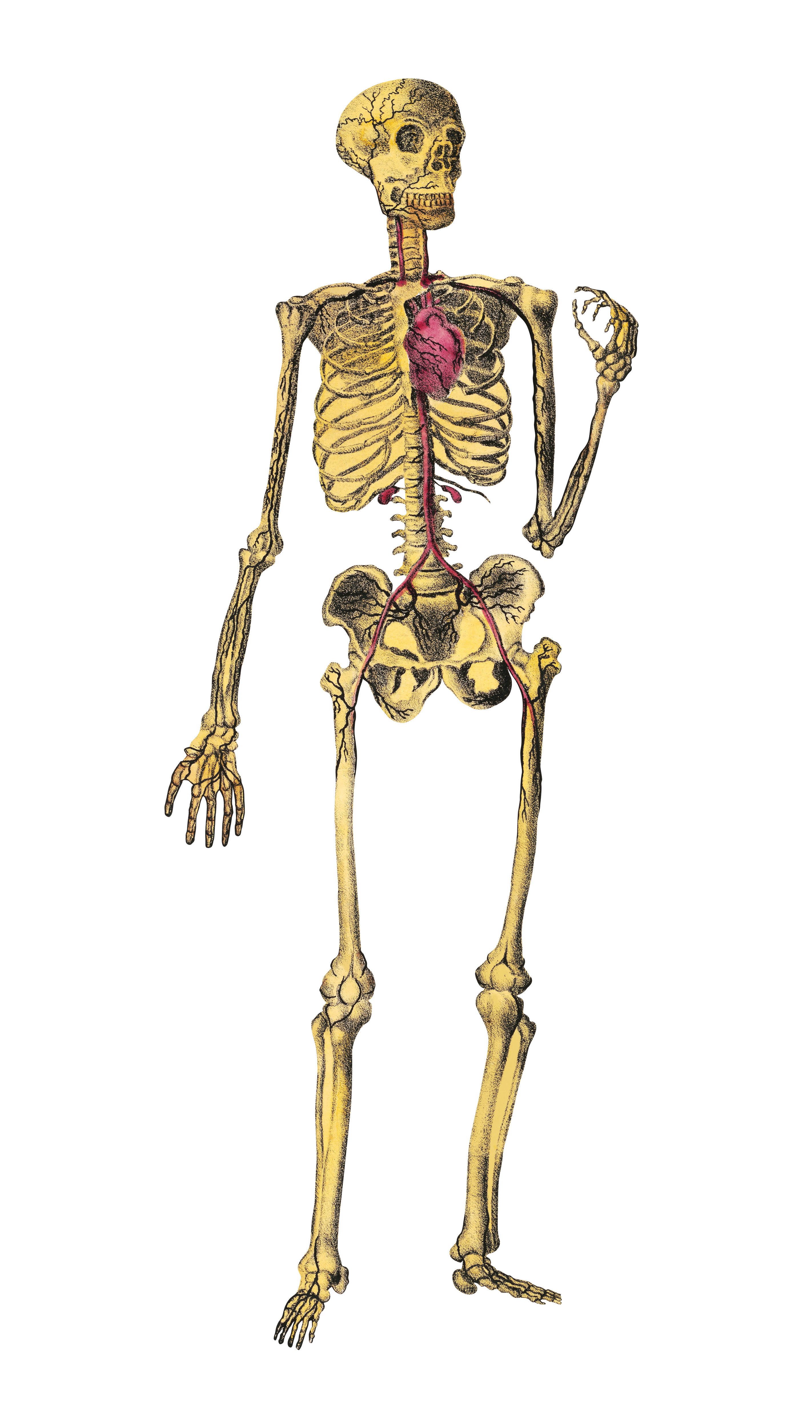 The Human Skeleton for Massage & Movement: Structure, Landmarks, and Function