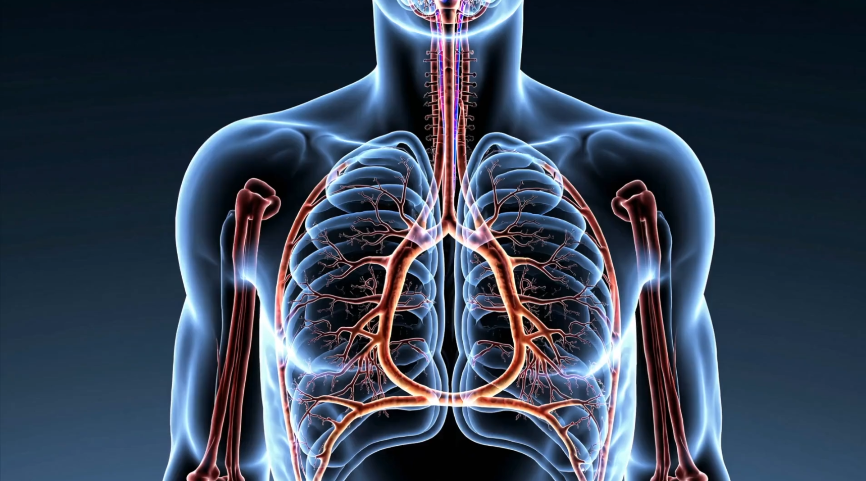 Anatomy and Physiology of the Skeletal, Articular, Muscular and Fascial Systems:  8 hours