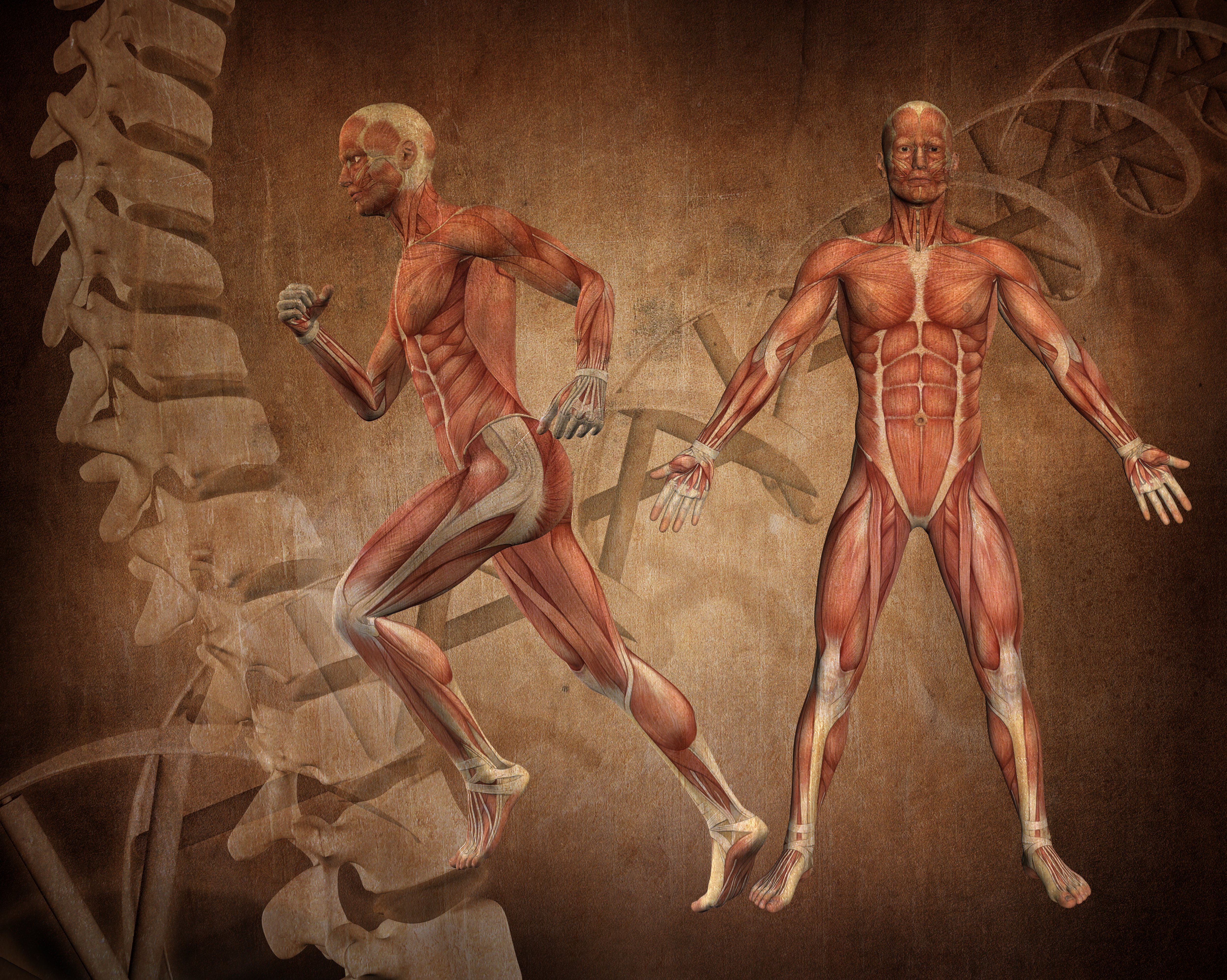 Classification of Joints and Muscles for Massage Therapy & Movement Arts