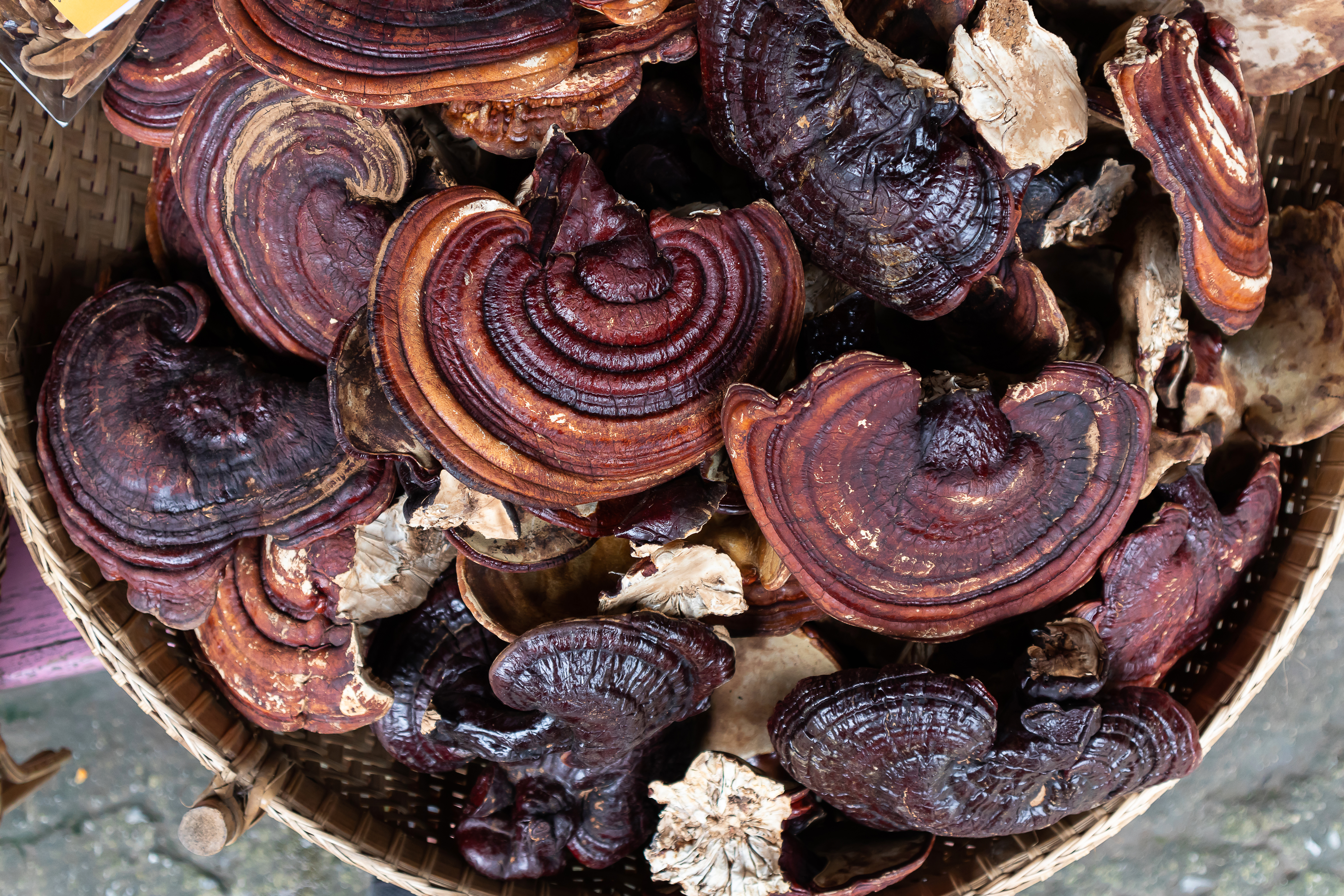 dried-lingzhi-mushroom-before-make-drug.jpg