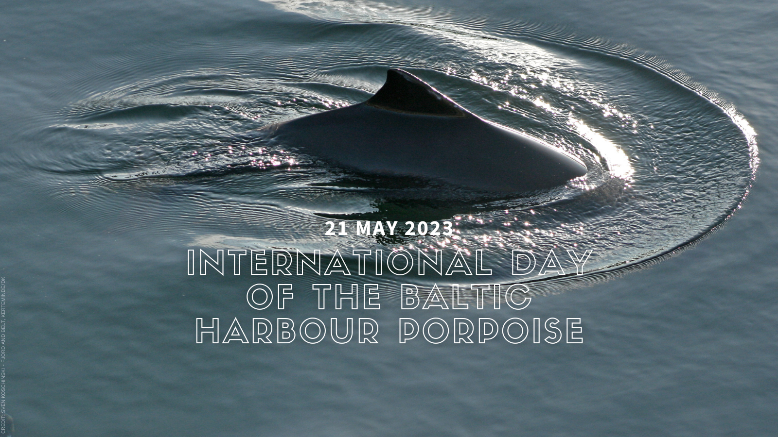 CCB event for the International Day of the Baltic harbour porpoise 2023