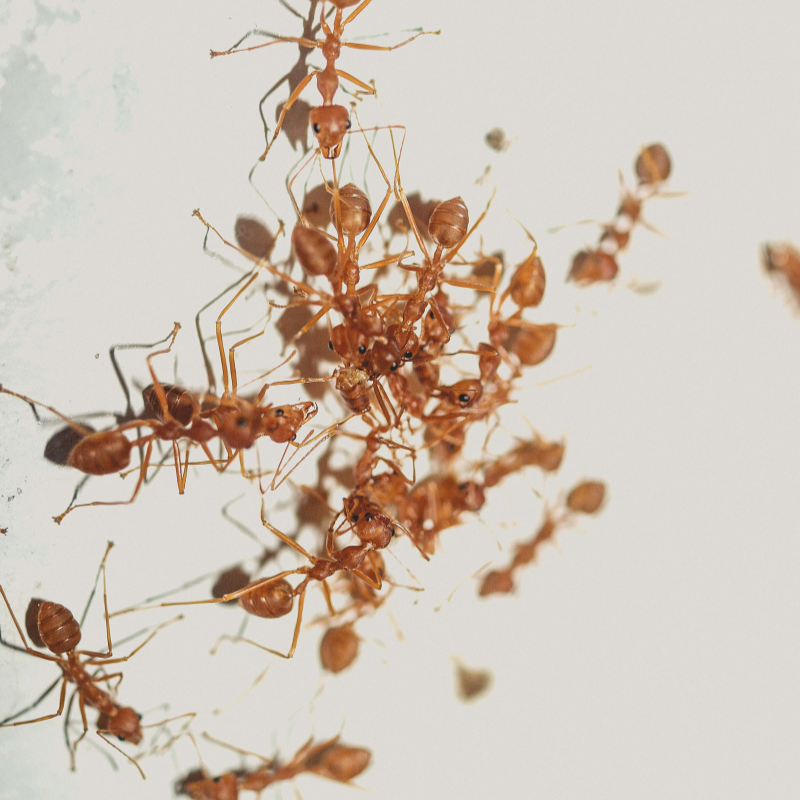 Ant control in Canton, MD