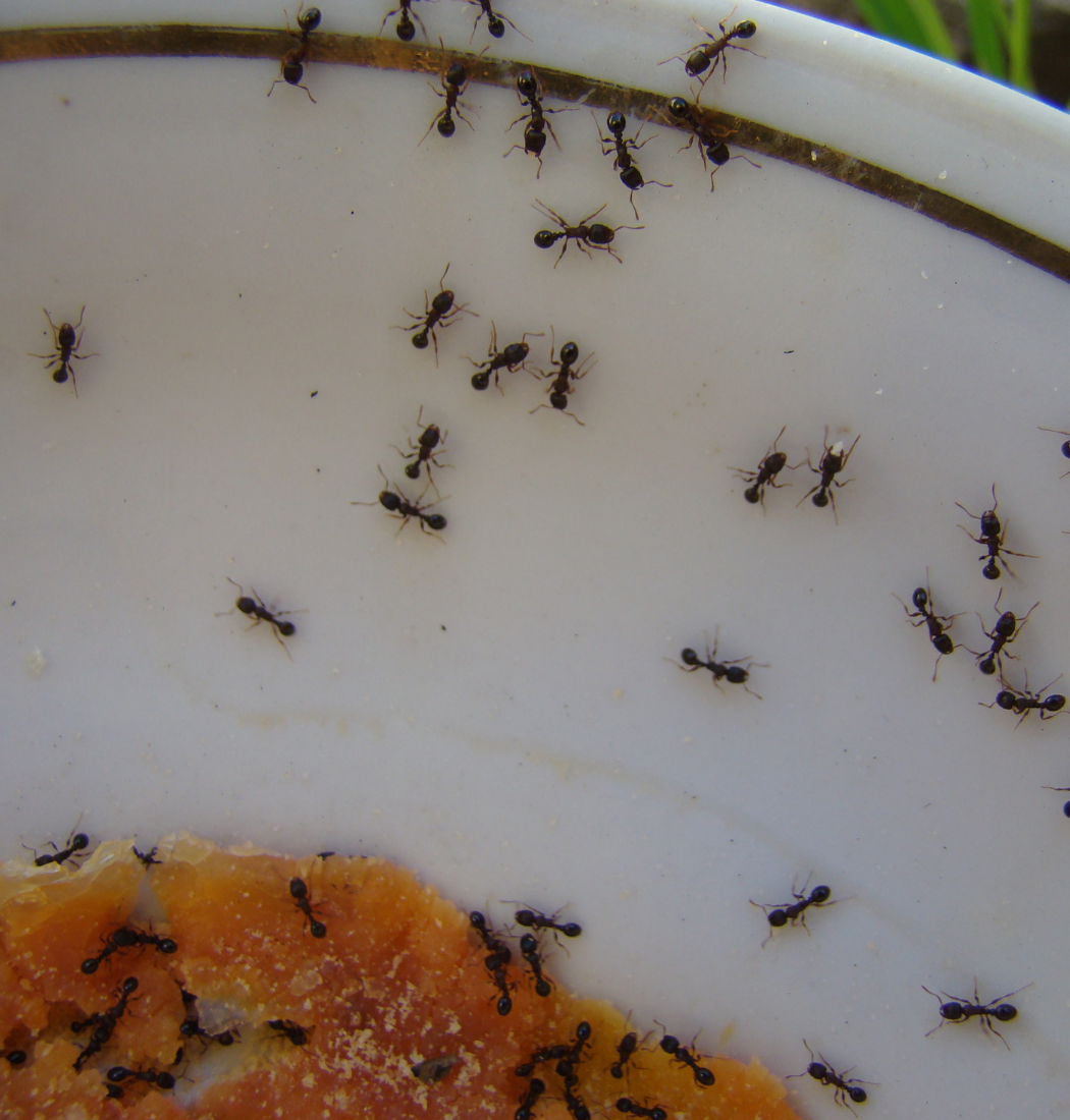 ant infestation in Fells Point