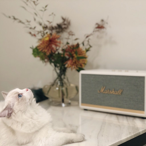 【先抢白色】Marshall 一律6折