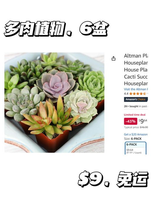 【好养活！】多肉6盆，$9