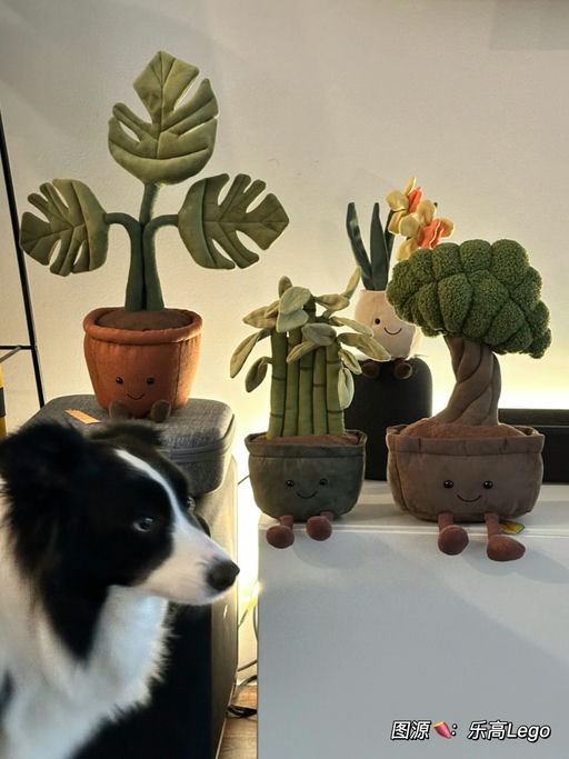 【靠抢！】79折龟背竹