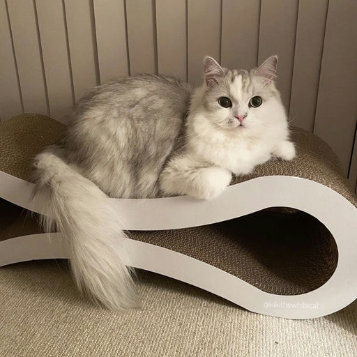 【罕见折】【猫体工学之神~】