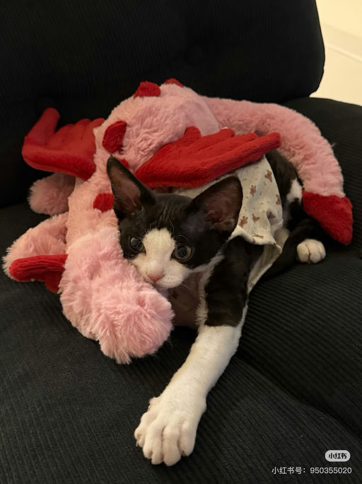 【驯龙高手看过来】新系列热门王