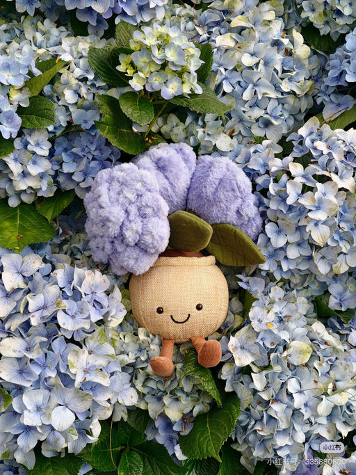 【随时断】绣球花季节