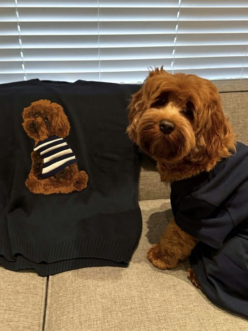 🐶【今年最火】【小狗毛衣7折】
