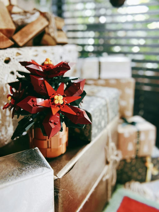 🌺【圣诞红盆栽】【只要 $29】