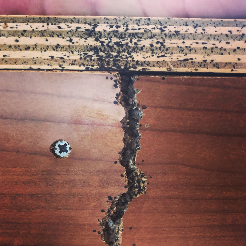 evidence of bed bug activity