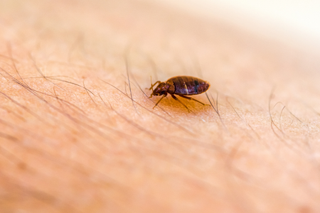 bed bug treatments in Baltimore