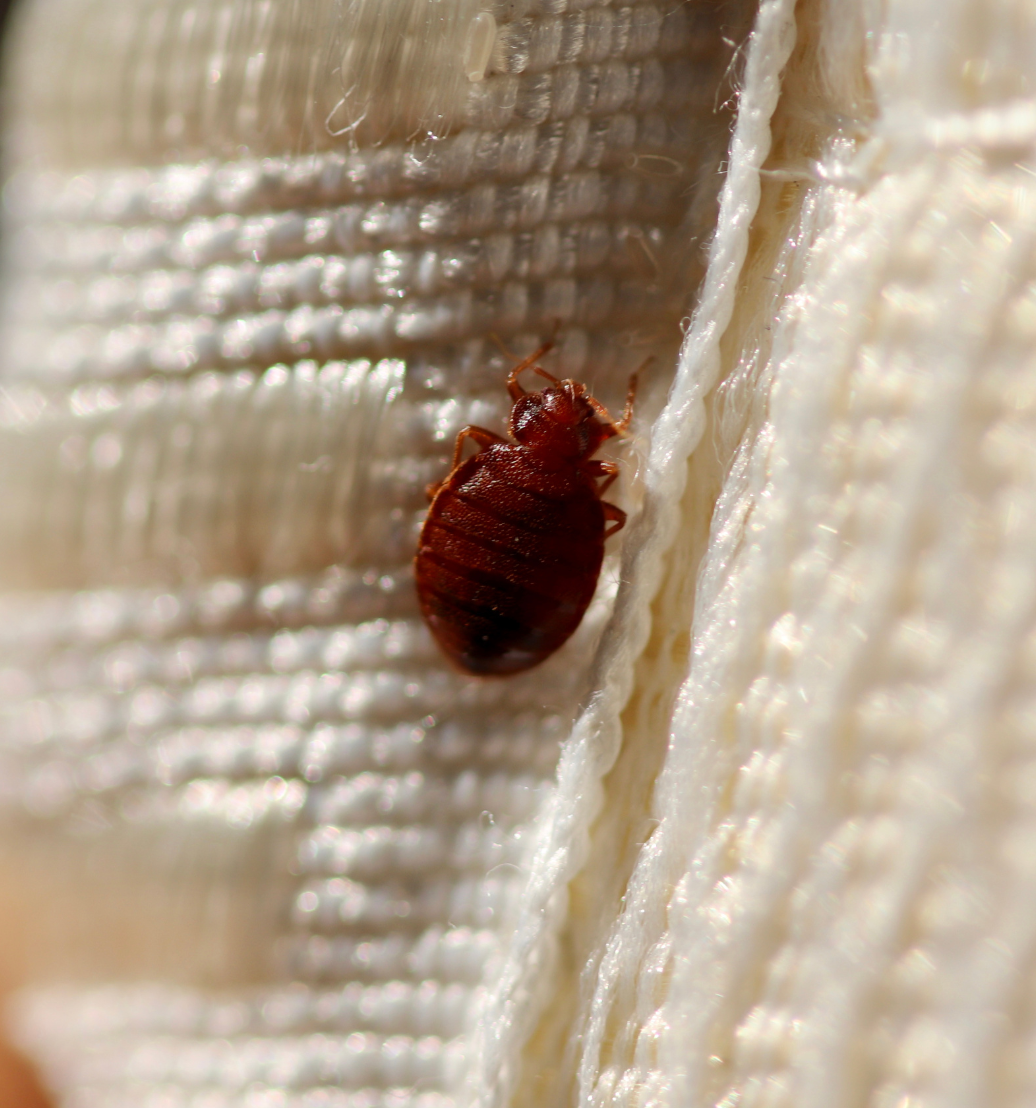 bed bug examples