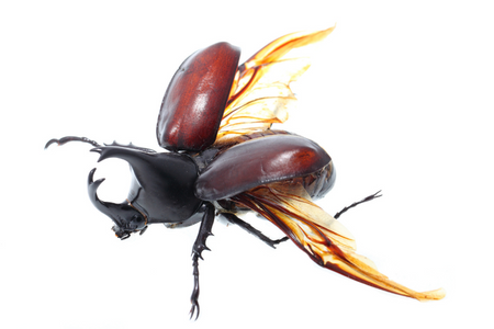 indication of beetles