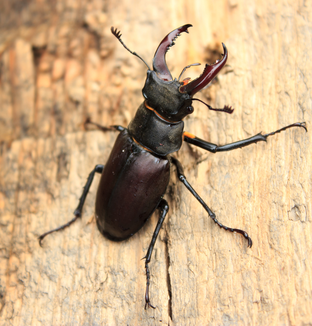 beetle infestation in city home