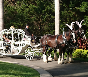 Drayhorse Shires Carriages & Harnesses