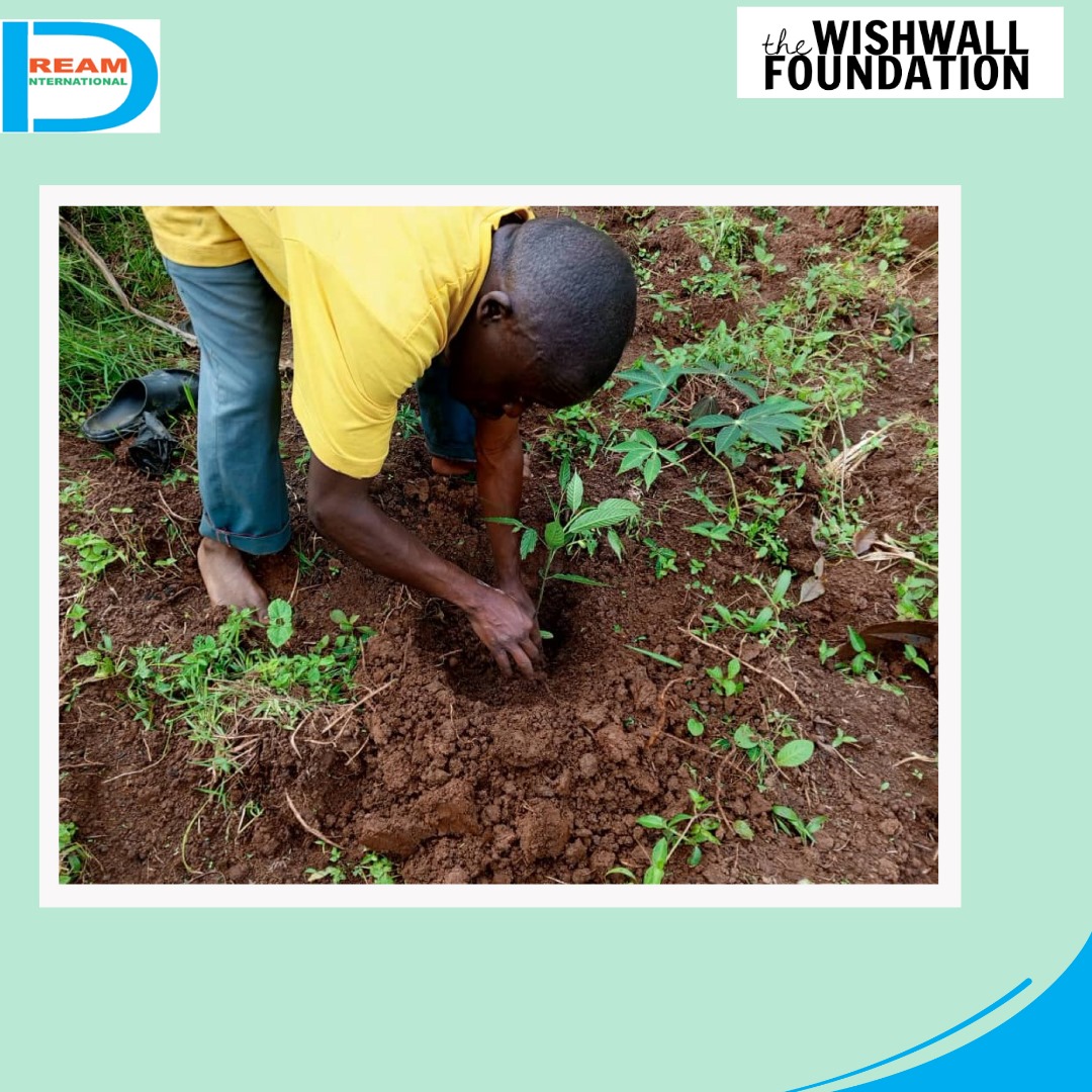 planting for biodiversity of landscapes in Rwenzori mountains