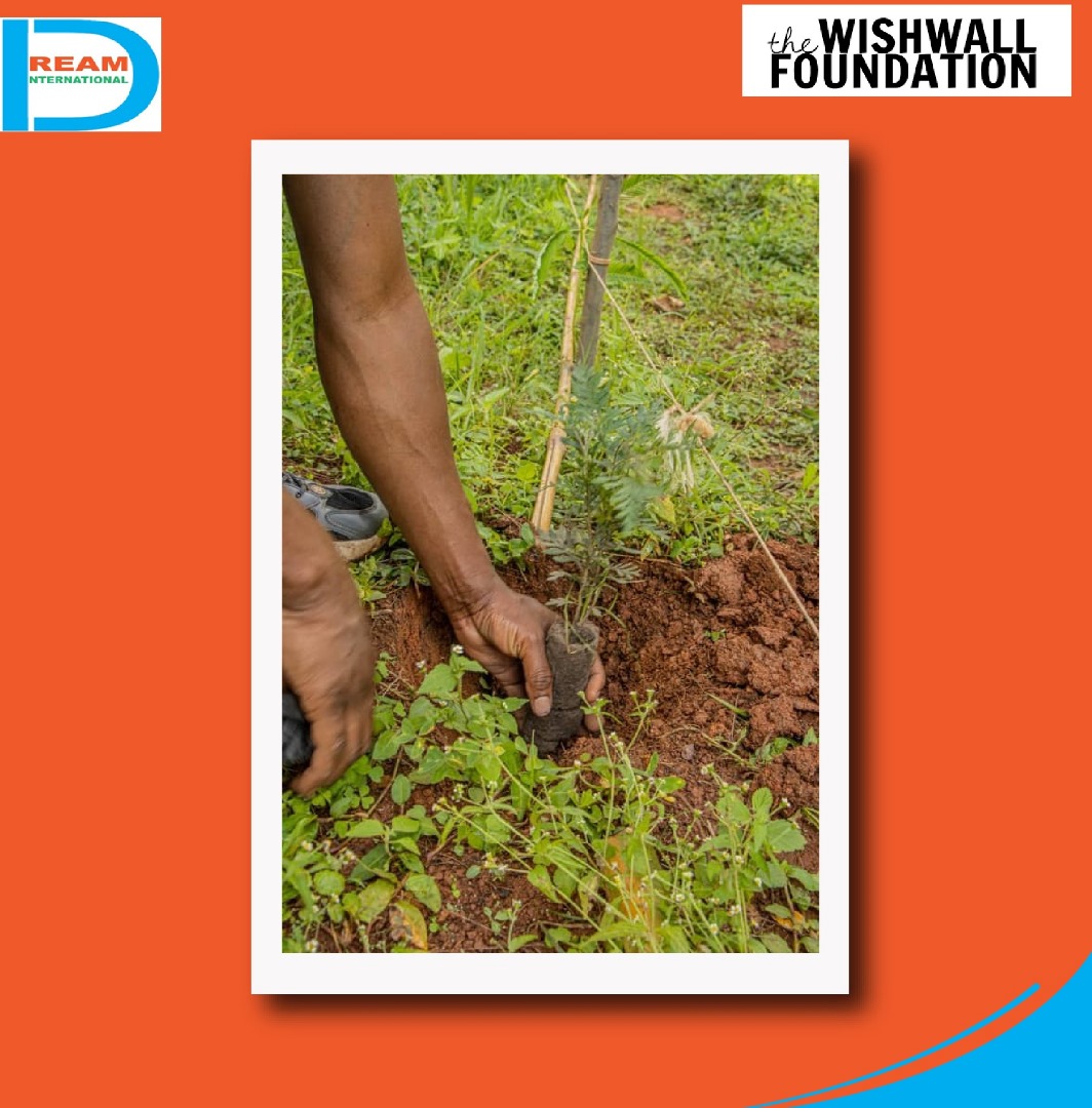 planting for biodiversity of landscapes in Rwenzori mountains