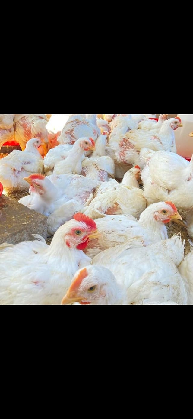 Seeking Support for 8 informal Small-Scale Meat Broiler Farms
