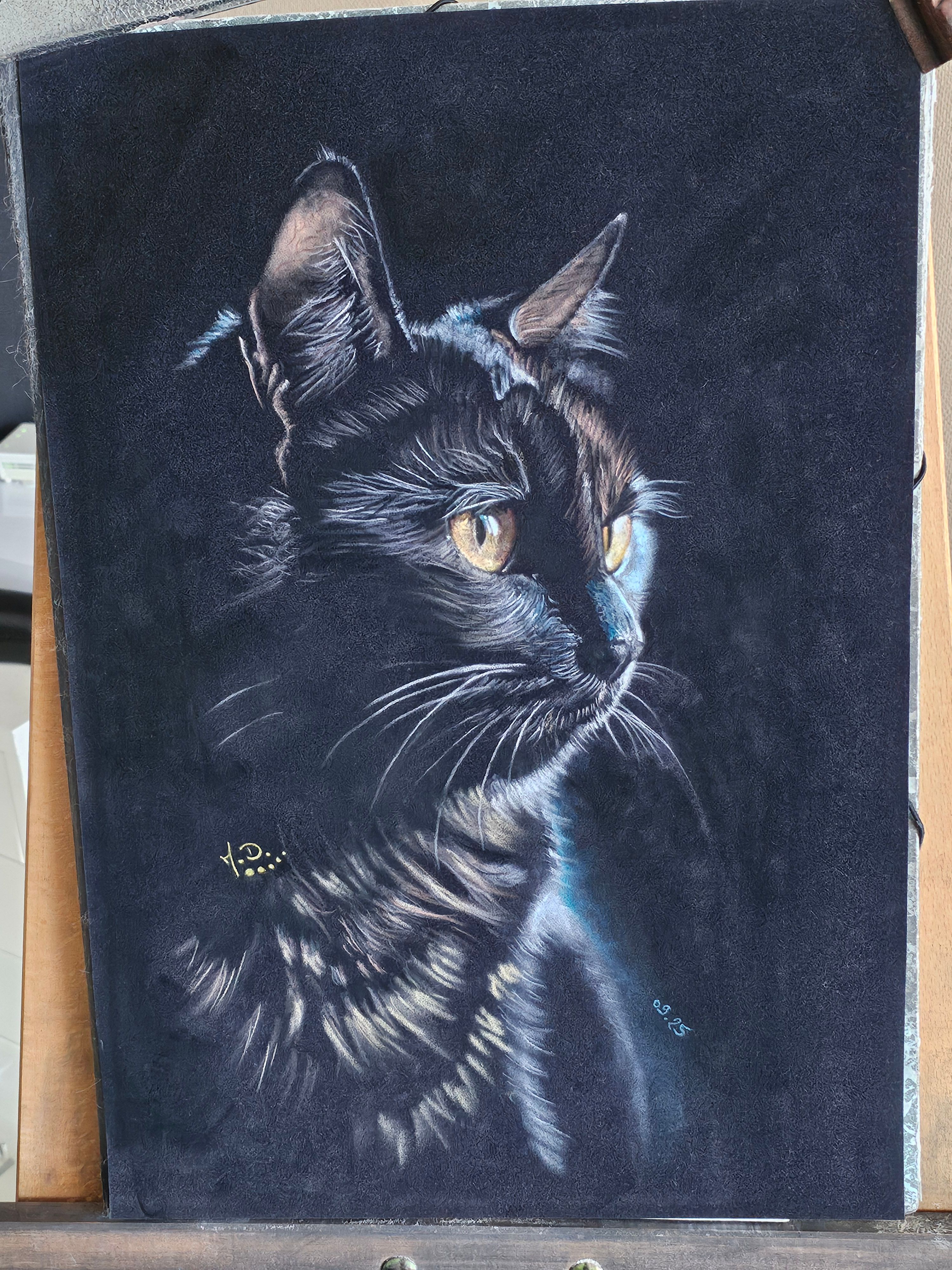 Chat noir en lumière