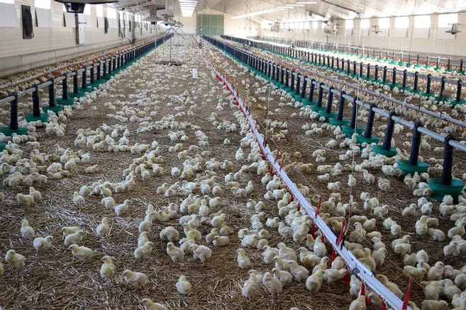 Market gardening & Poultry farming