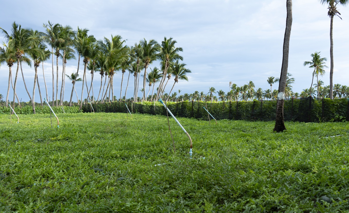 Sustainable Farming for the Future: Advancing Climate-Smart Agriculture in the Maldives