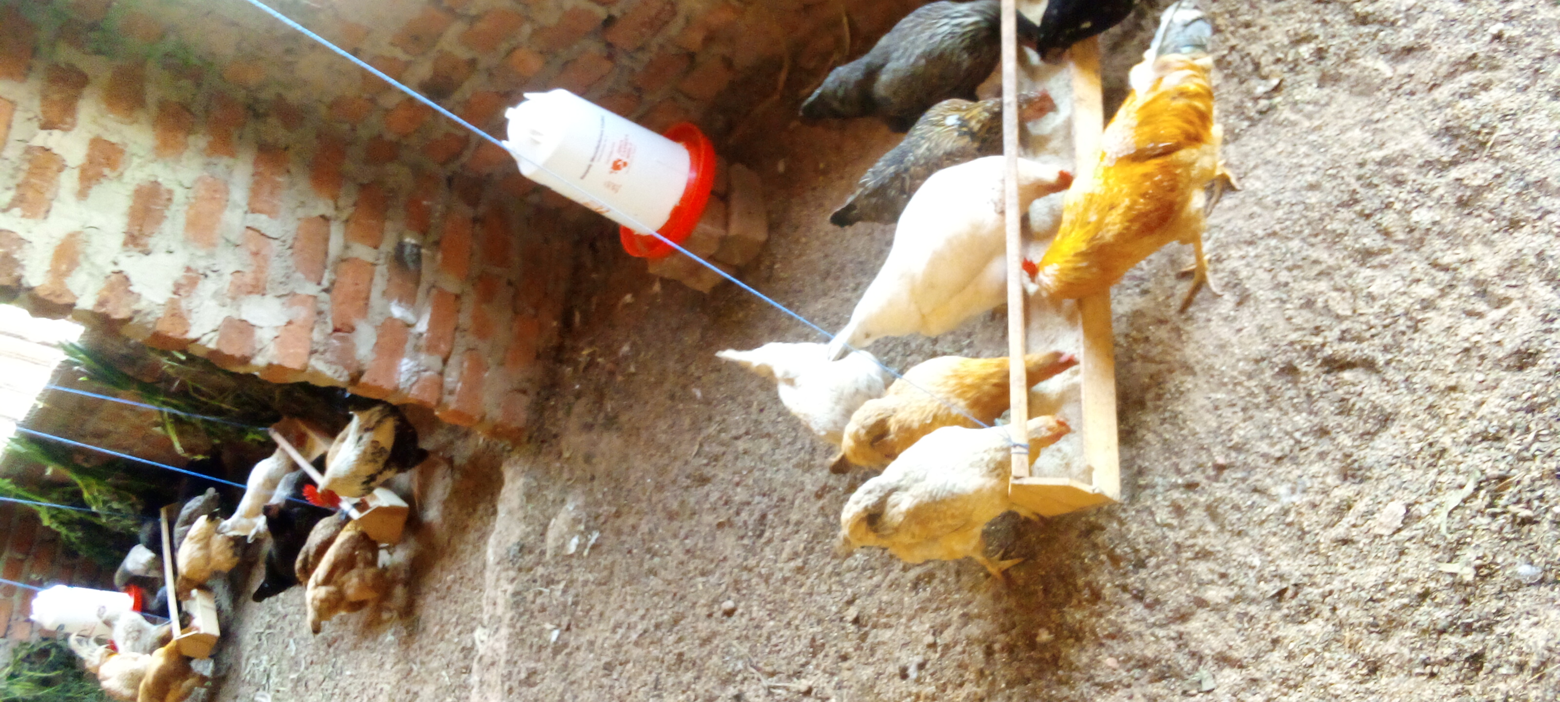 Wish to be supported to buy a Digital Automatic 5280 Eggs Poultry Eggs both Hatchery and Incubator Machine to promote Backyard Poultry Rearing to Improve the Quality of life Among the Rural People of Kayunga District in Uganda (East Africa)