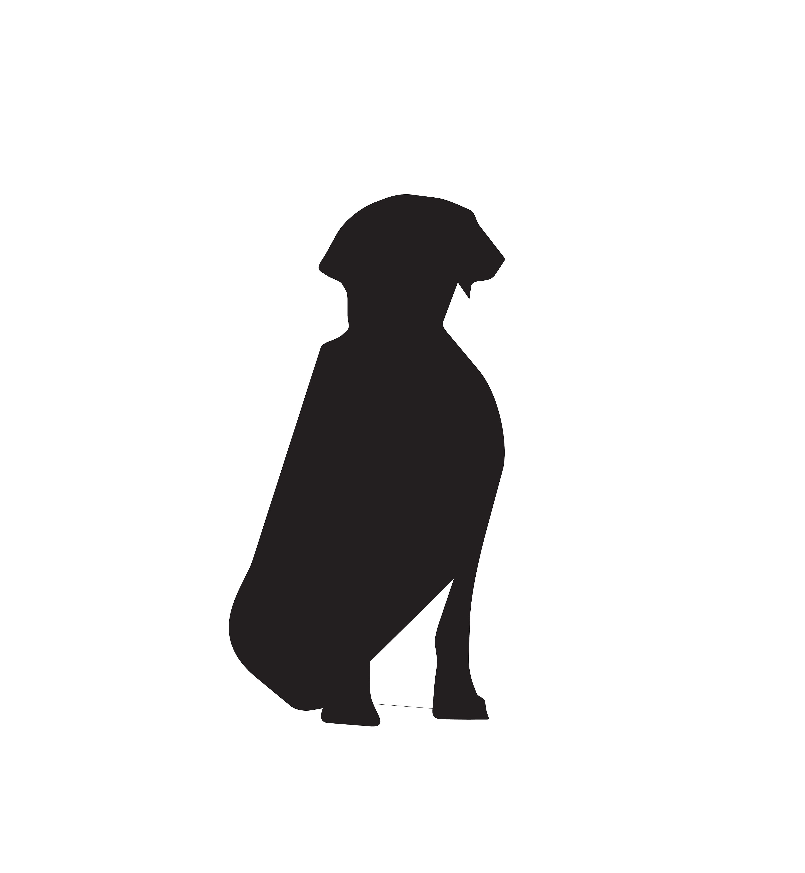 Golden Retriever Sitting