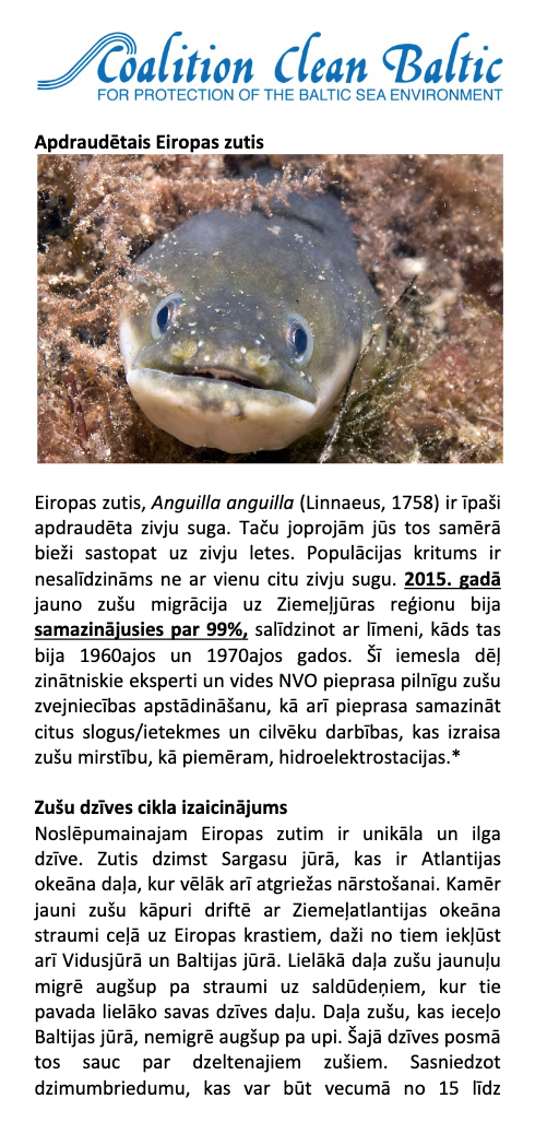 Apdraudētais Eiropas zutis