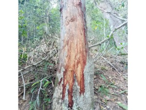 Save the prunas africa tree for treatment of prostate cancer