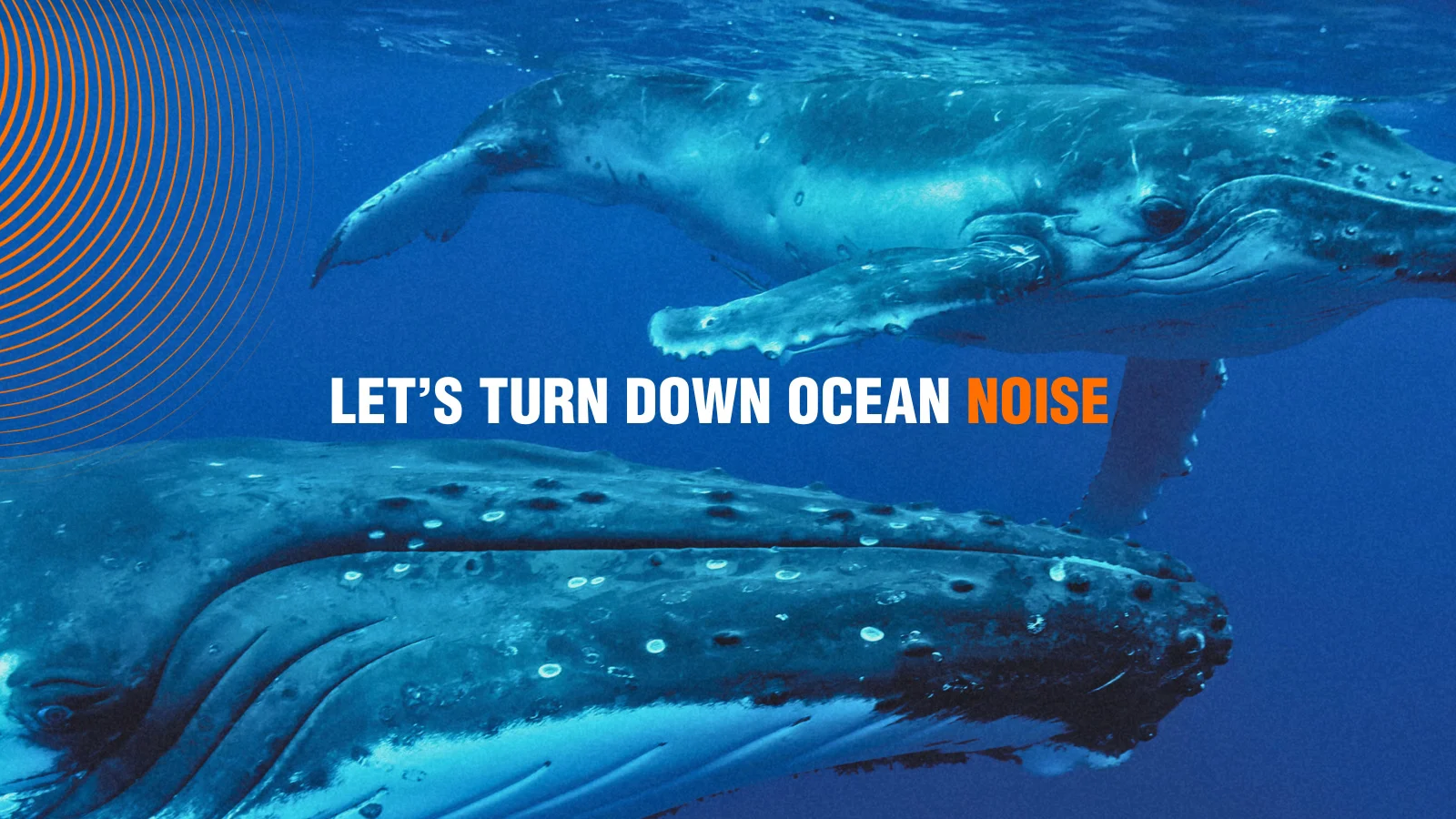 Whale & Dolphin Conservation