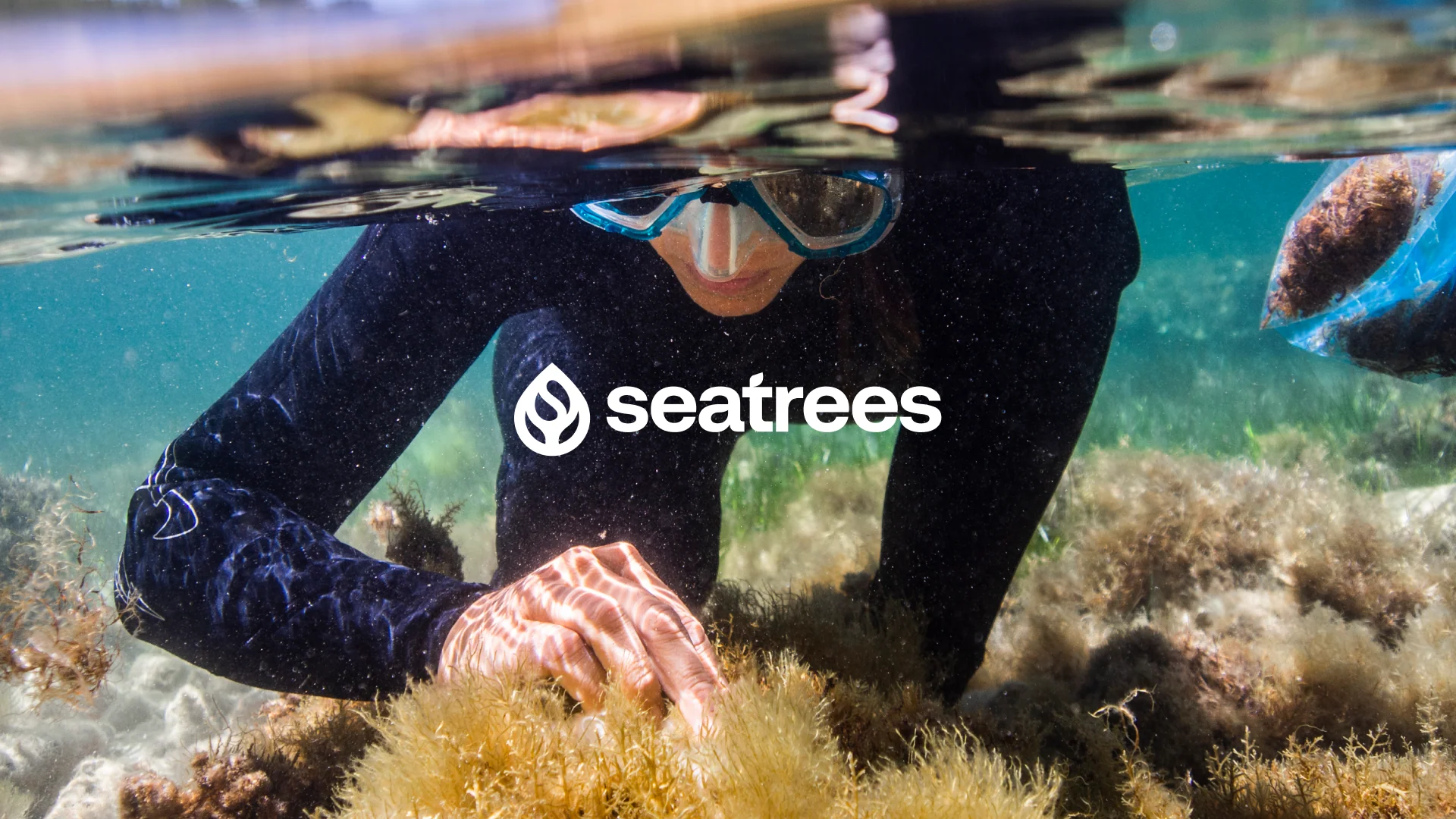 Sea Trees