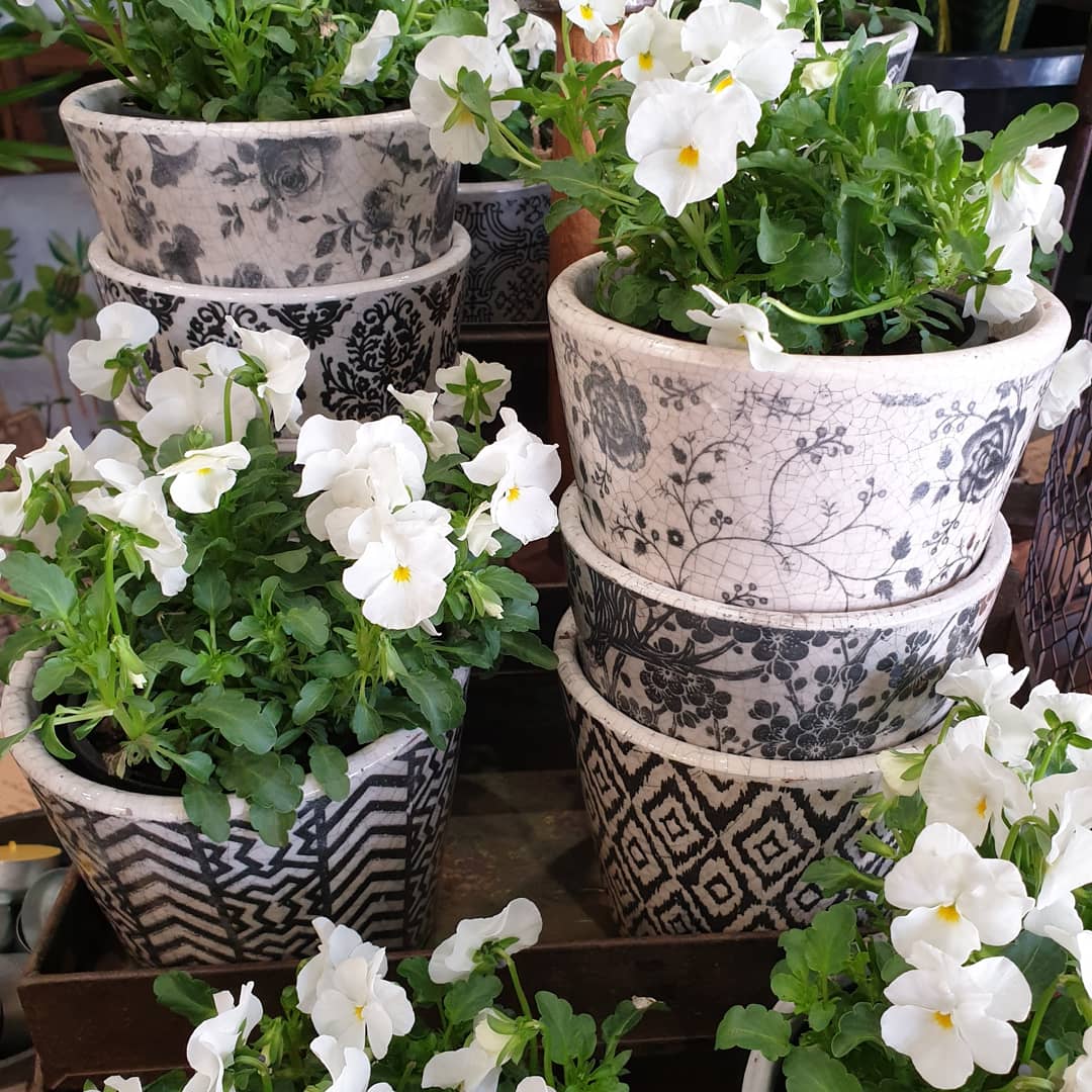 Established Homeware and Indoor Plant Store in Eltham with Short Hours
