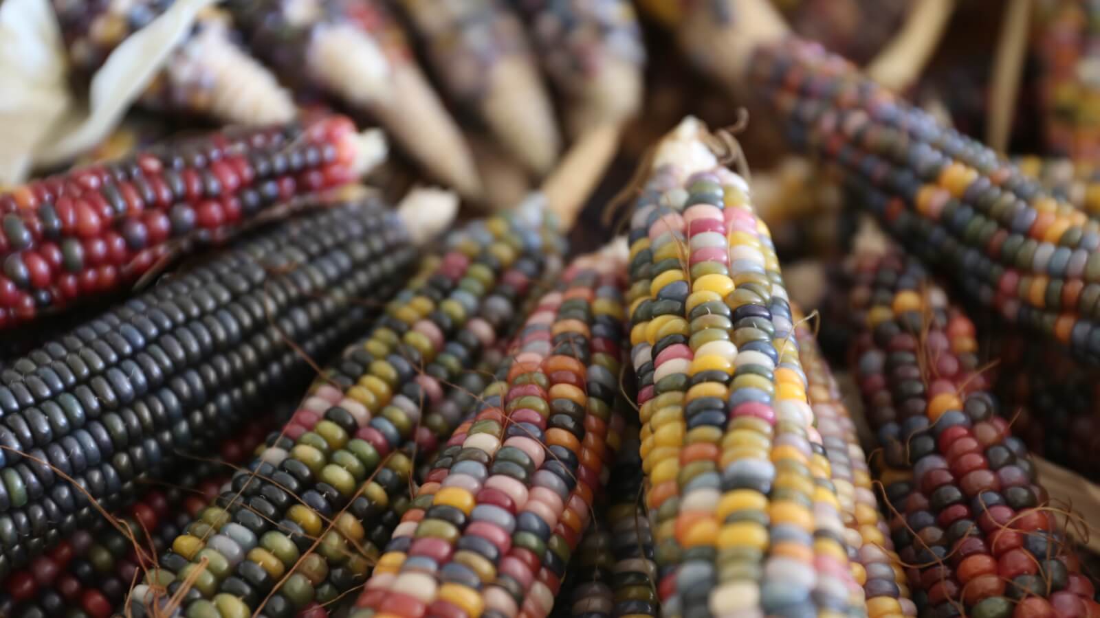 WA Regional LS Placemaking CF HF