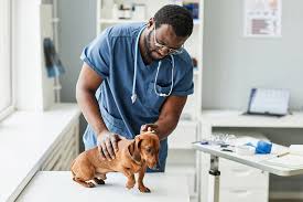 Veterinarian - Trinitee
