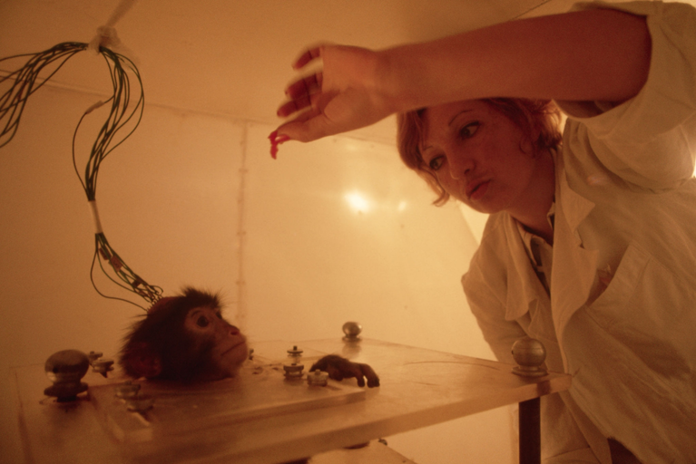 Sukhumi Monkey Nursery. Experiments on a monkey named 'Mars'. 1967, Abkhazia.