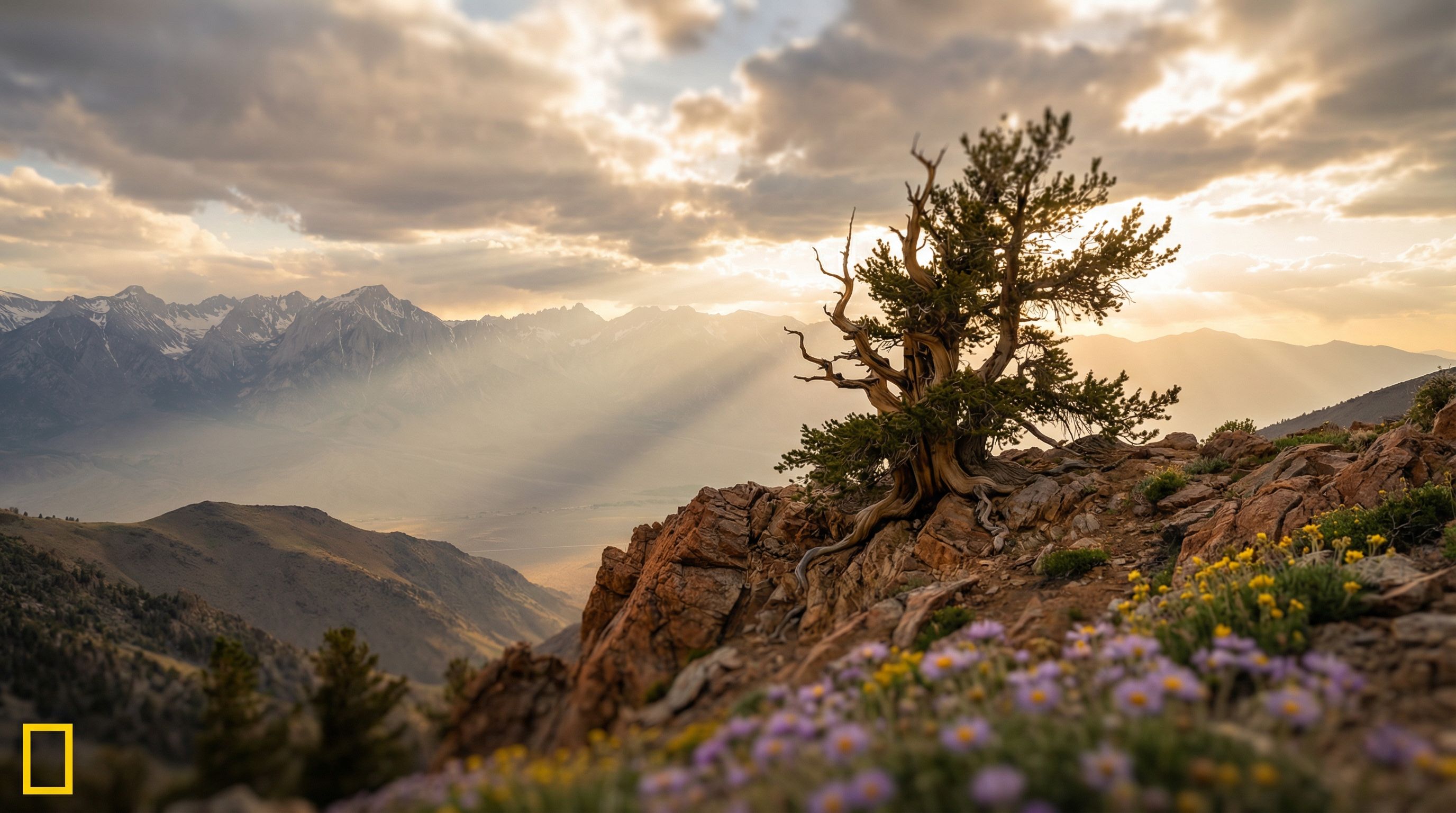 By google/nano-banana-pro