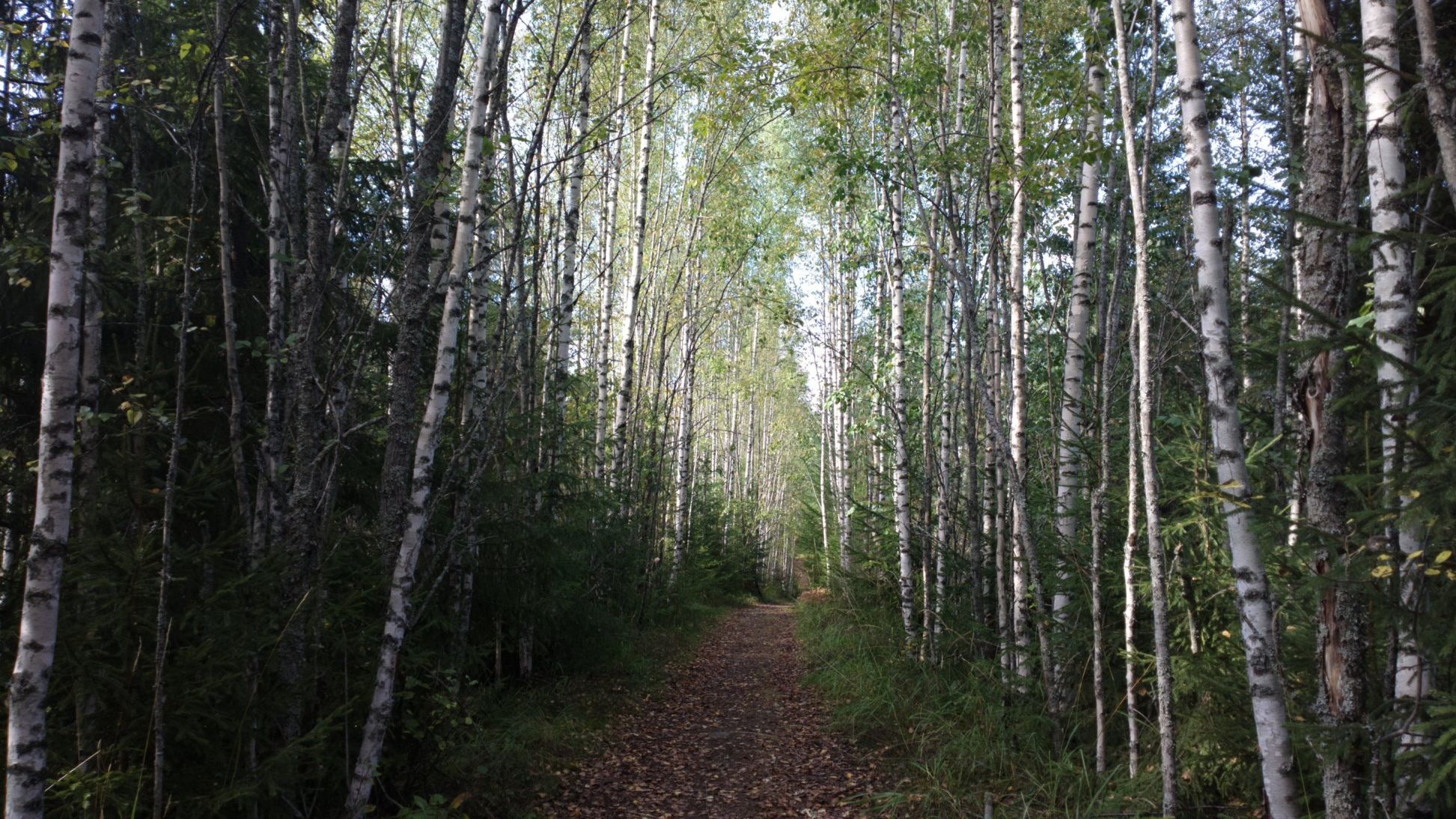 Nuuksio Classic (Nuuksio70 Trail Ultra)