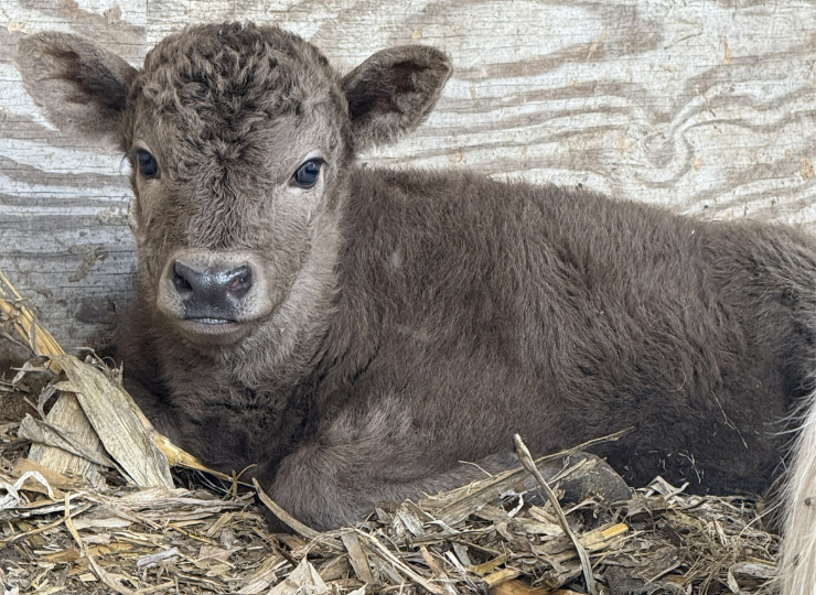 Young miniature highland cow resting on straw bedding