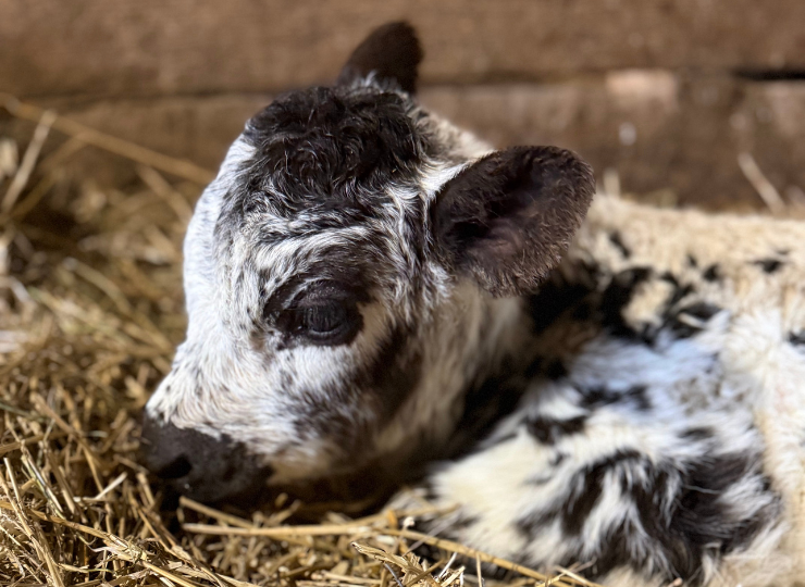 Close-up of a black-and-white miniature cow&rsquo;s face