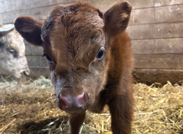 Young miniature cow standing in a barn aisle