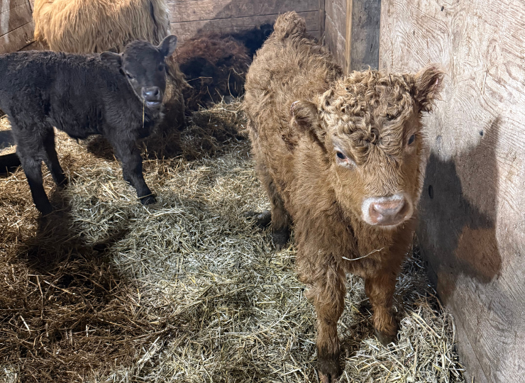Two young miniature cows looking toward the camera inside a barn