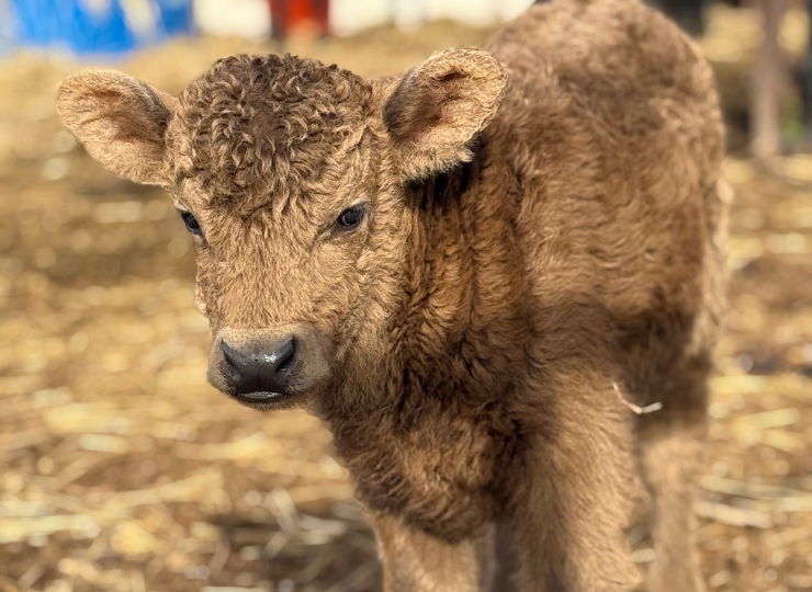 Young miniature highland cow standing