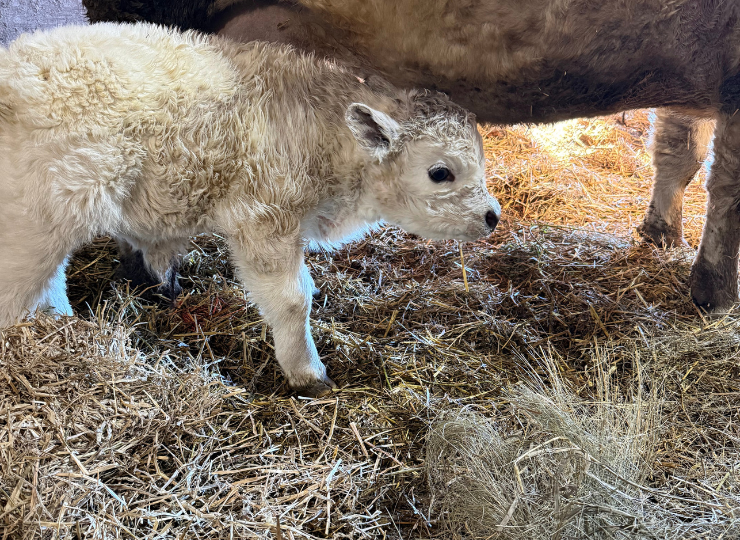 Newborn miniature calf underneath its mother